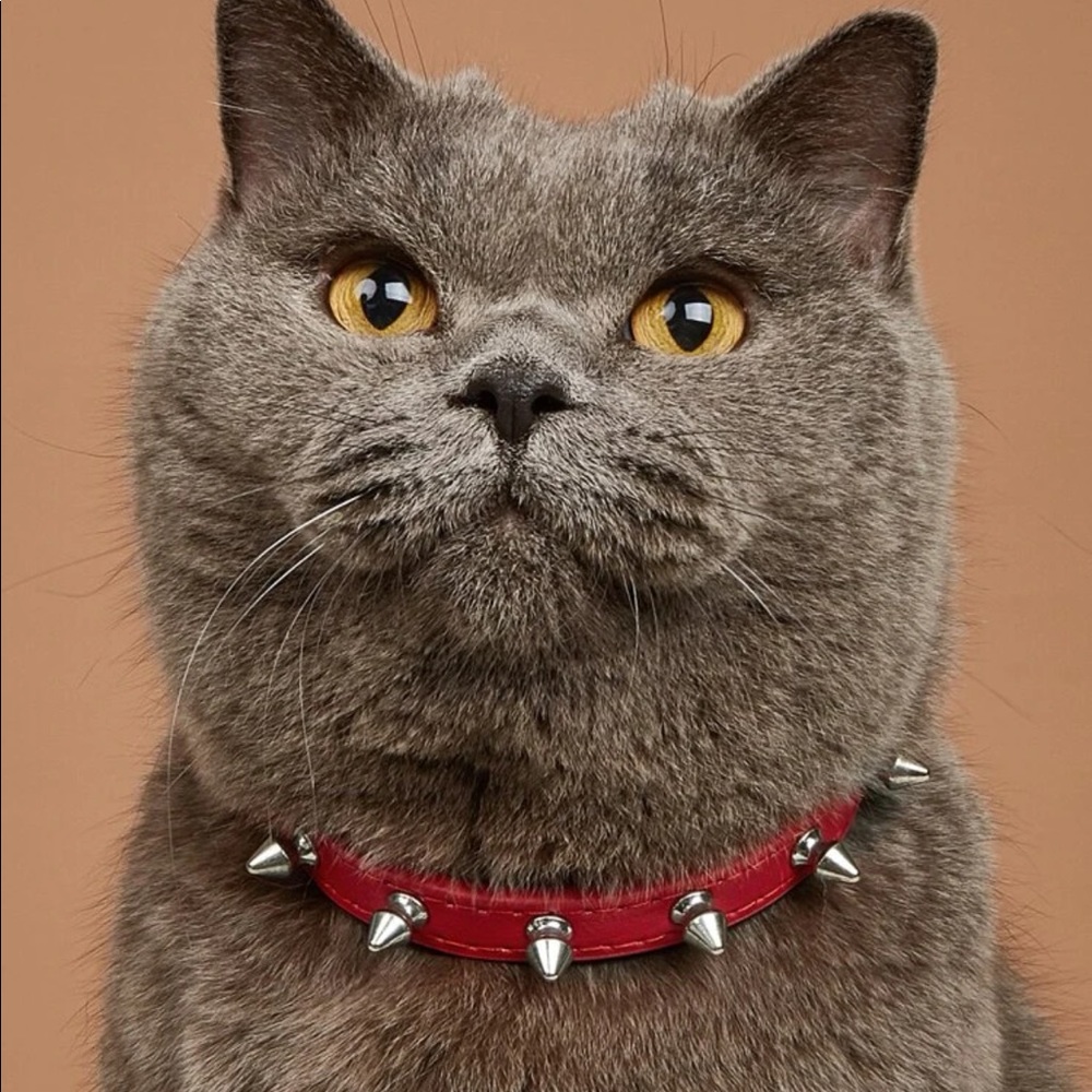 Rivet Decor Pet Collar 🐈